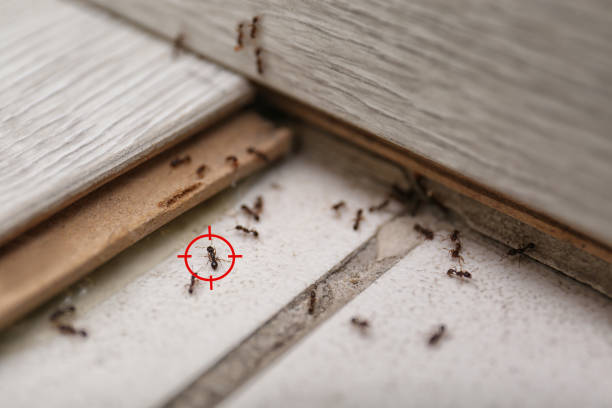 Best Ant Control Services  in Somerset, NJ
