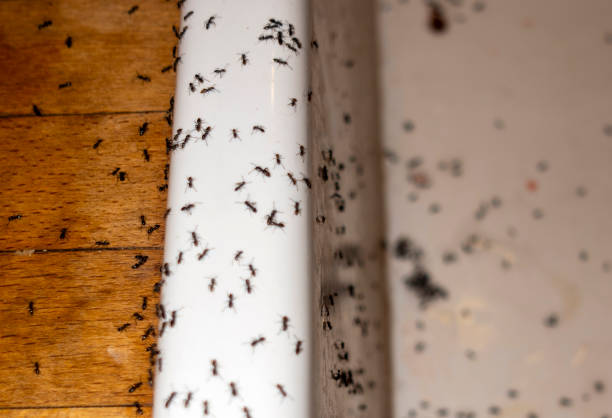 Best Pest Control Near Me in Somerset, NJ